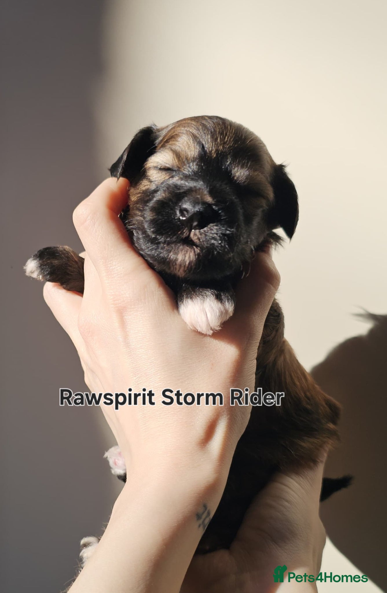 Chinese Crested dogs  **  Pure breed Kc reg girl and boy.  - Advert 2