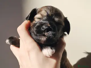 Chinese Crested dogs ** Pure breed Kc reg girl and boy. - Advert 2