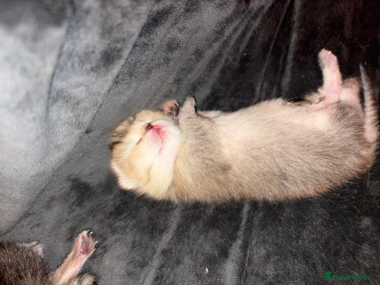 British Shorthair cats  Beautiful 😻 Golden british short hair - Advert 16