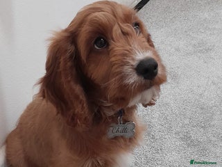 Cockapoo dogs - Advert 1