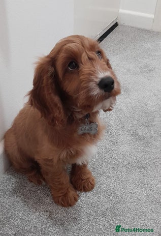 Cockapoo dogs - Advert 1