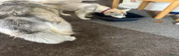 Siberian Husky dogs for sale: 3 Husky Puppies For Sale  - Advert 18
