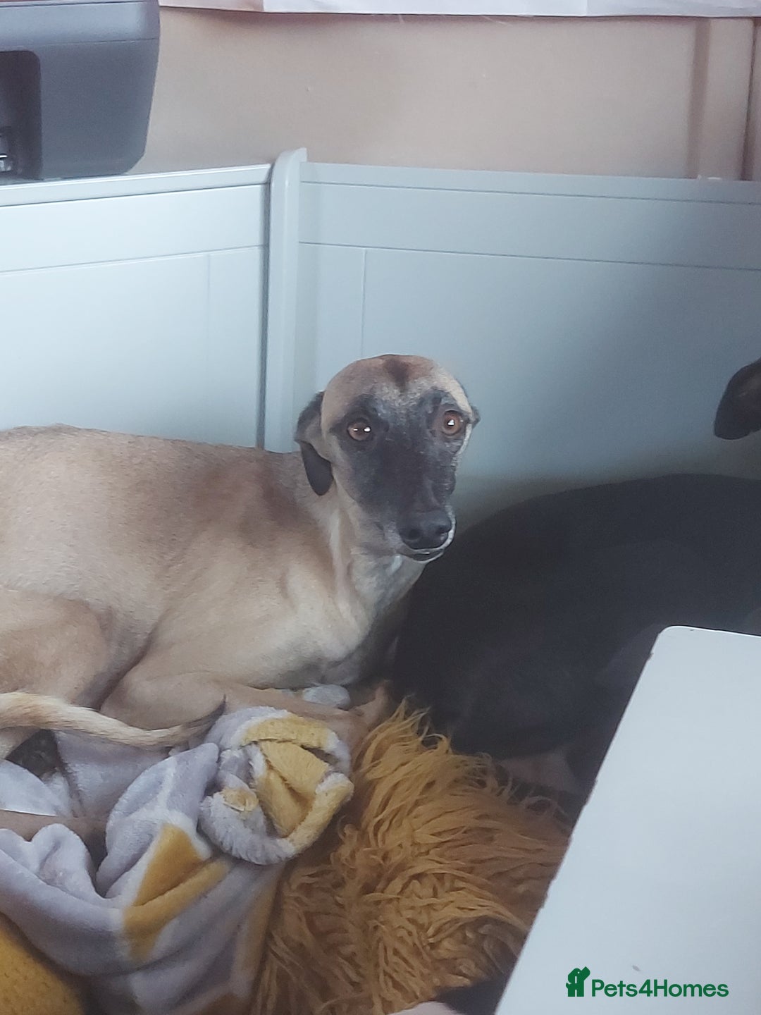 Whippet dogs for sale: Whippet Puppies - Image 32