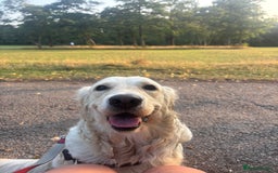 Golden Retriever dogs for sale: Golden Retriever Puppies 5 Generation Pedigree - Image 16