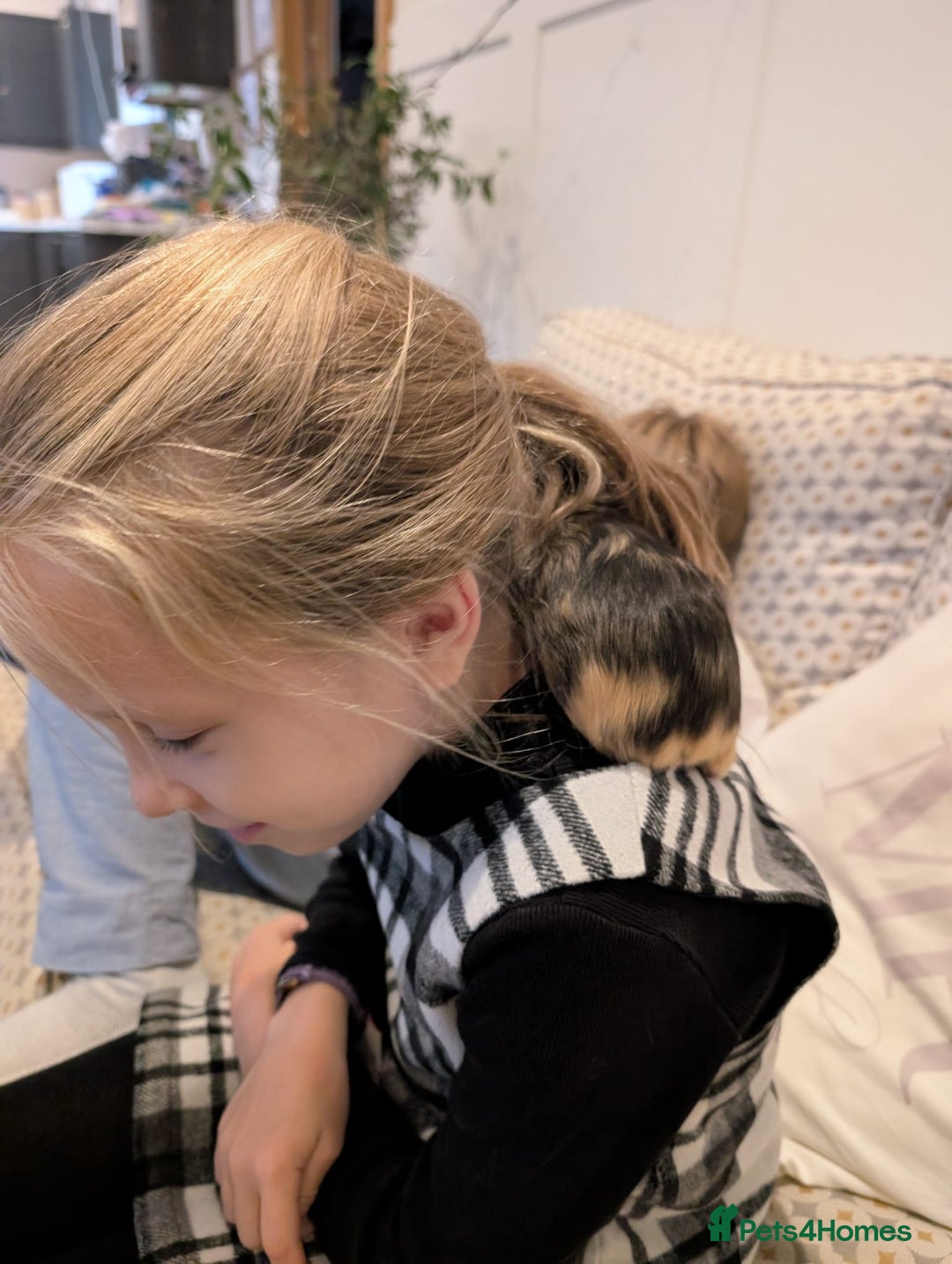 Tan rabbits for sale: Beautiful baby GUINEA PIGS - Image 9