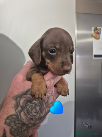 Miniature Dachshund dogs Looking for their forever 🏡 - Advert 6