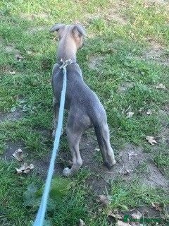 Whippet dogs Whippet Puppies for sale  - Advert 2