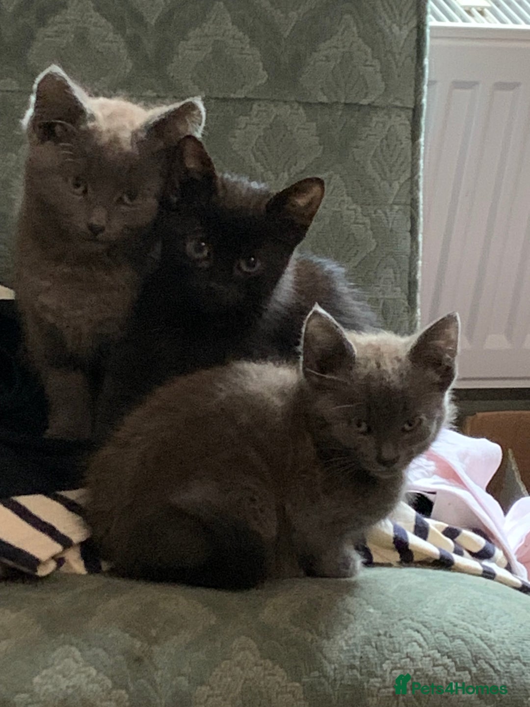 Mixed Breed cats for sale: Gorgeous Kittens Available Now 3 Of them  - Image 4