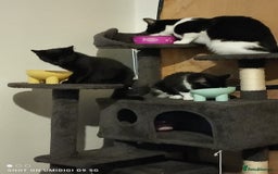 Mixed Breed cats for sale: Kittens - Image 15