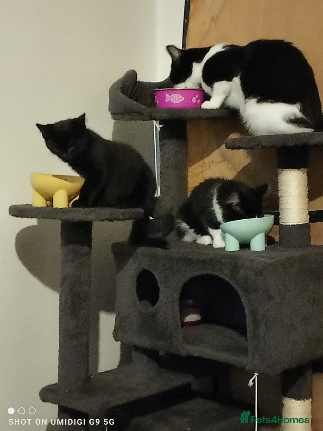 Mixed Breed cats for sale: Kittens - Image 15