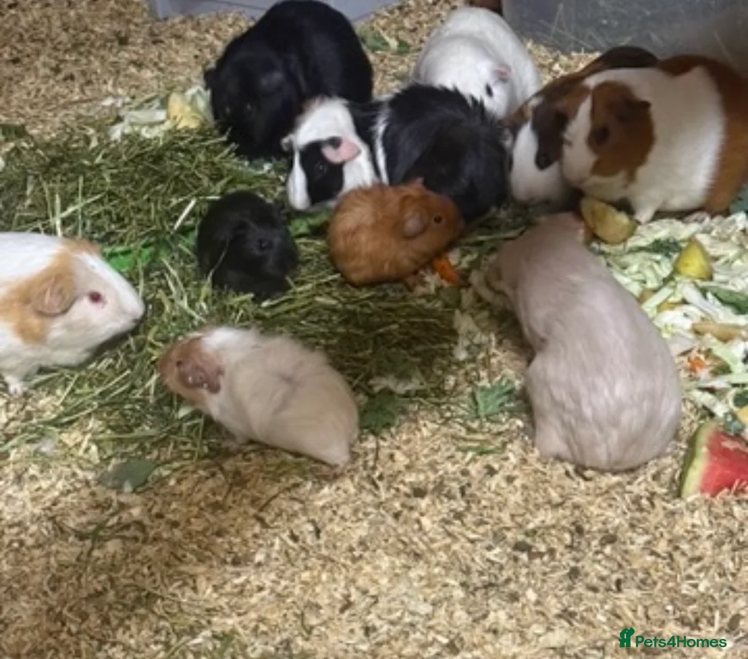 Guinea Pig rodents for sale: Female Guinea pig - Advert 2