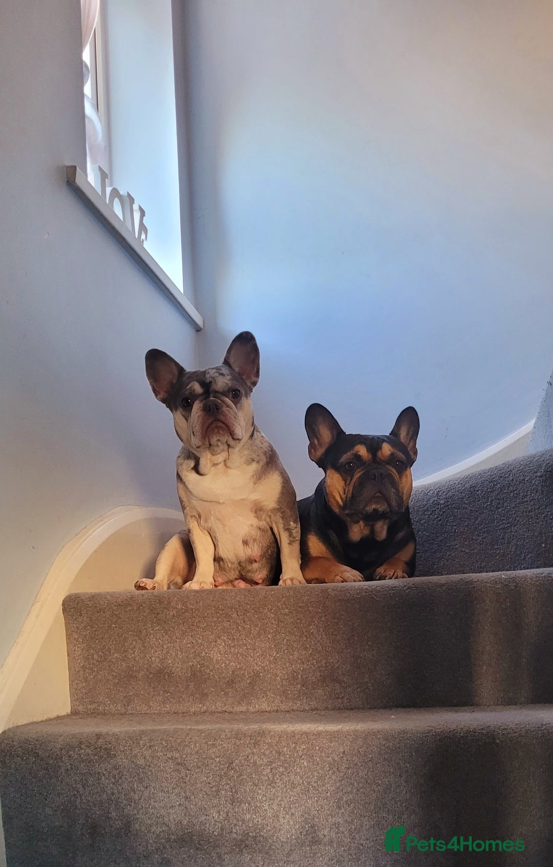 French Bulldog dogs for sale: Beautiful French bulldog girls - Image 9