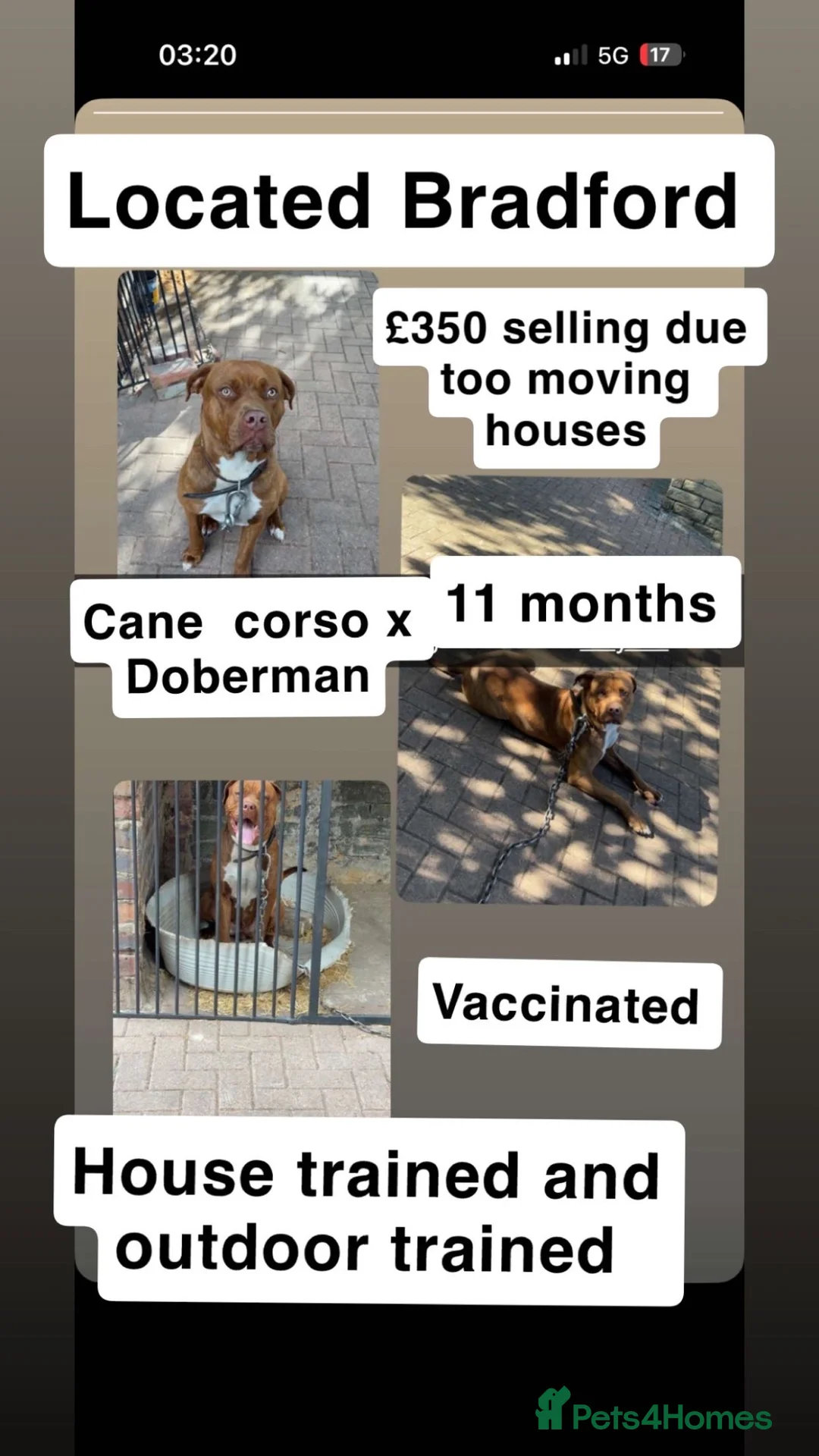 Mixed Breed dogs for sale: Cane corso x Doberman female  - Advert 4