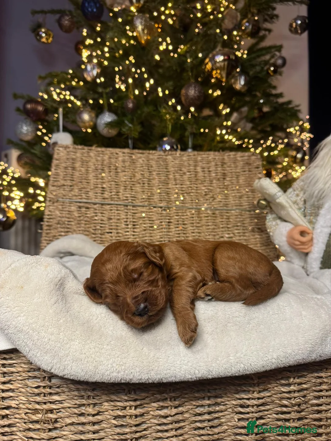 Mixed Breed dogs for sale: Stunning Irish Cockapoodledo's........ - Advert 28