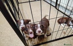 Welsh Collie dogs for sale: Tri colour Welsh collies  - Image 15