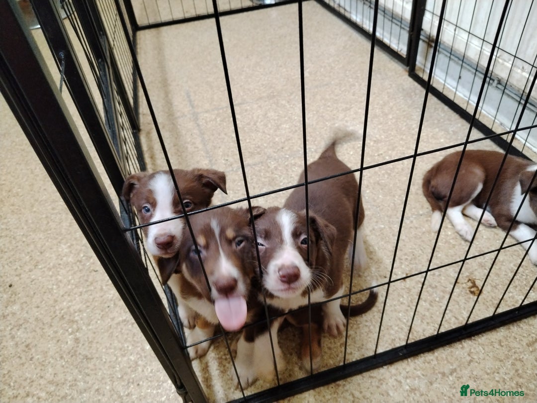Welsh Collie dogs for sale: Tri colour Welsh collies  - Image 15