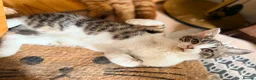 British Shorthair cats for sale: PURE BSH BOY KITTEN - ONLY £75! in Uxbridge - Advert 11
