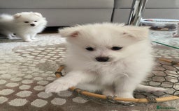 Pomeranian dogs for sale: Lovely Pomeranian - Image 14