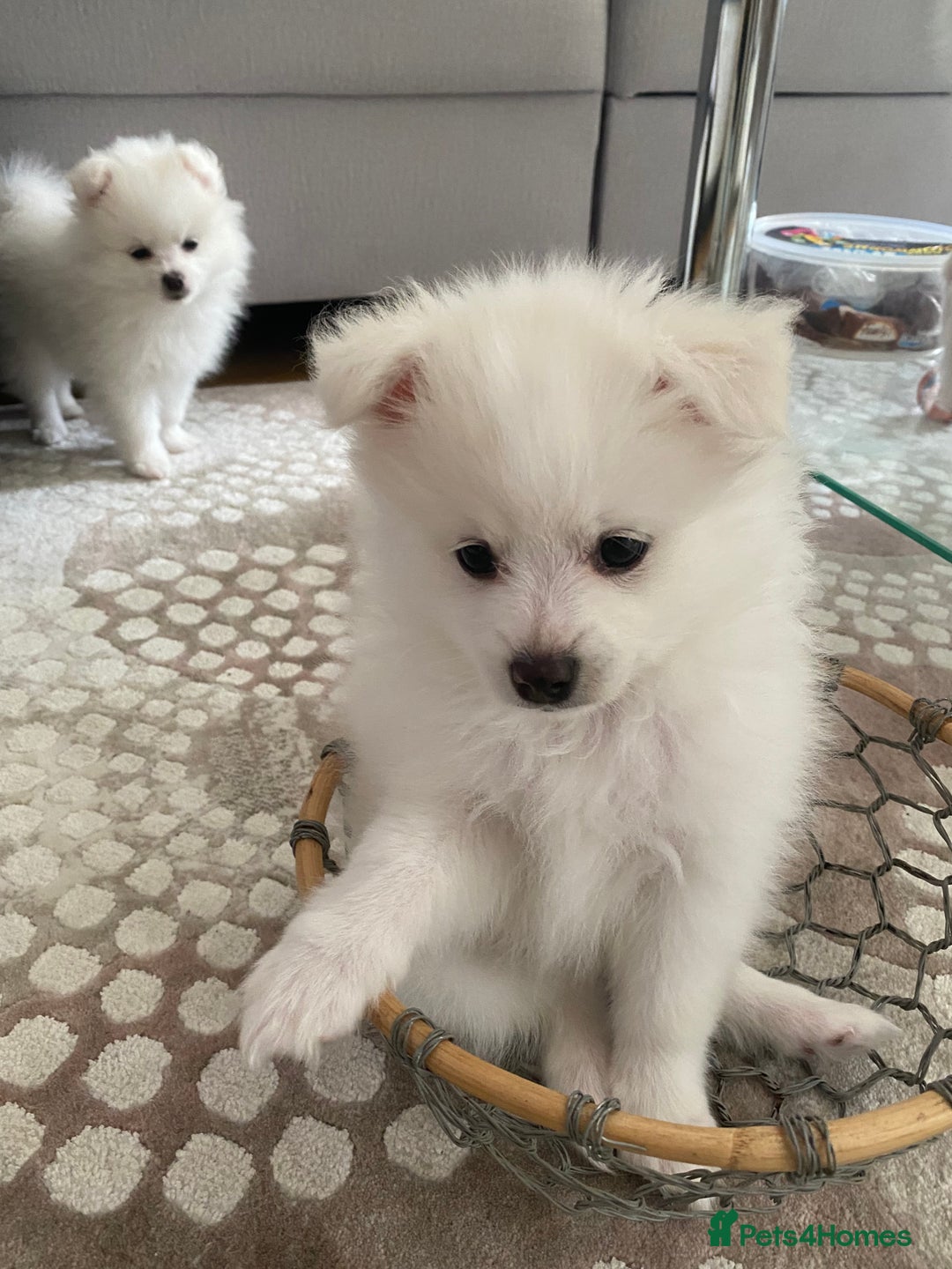 Pomeranian dogs for sale: Lovely Pomeranian - Image 14
