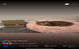 Domestic Shorthair cats for sale: Lulu  - Advert 3