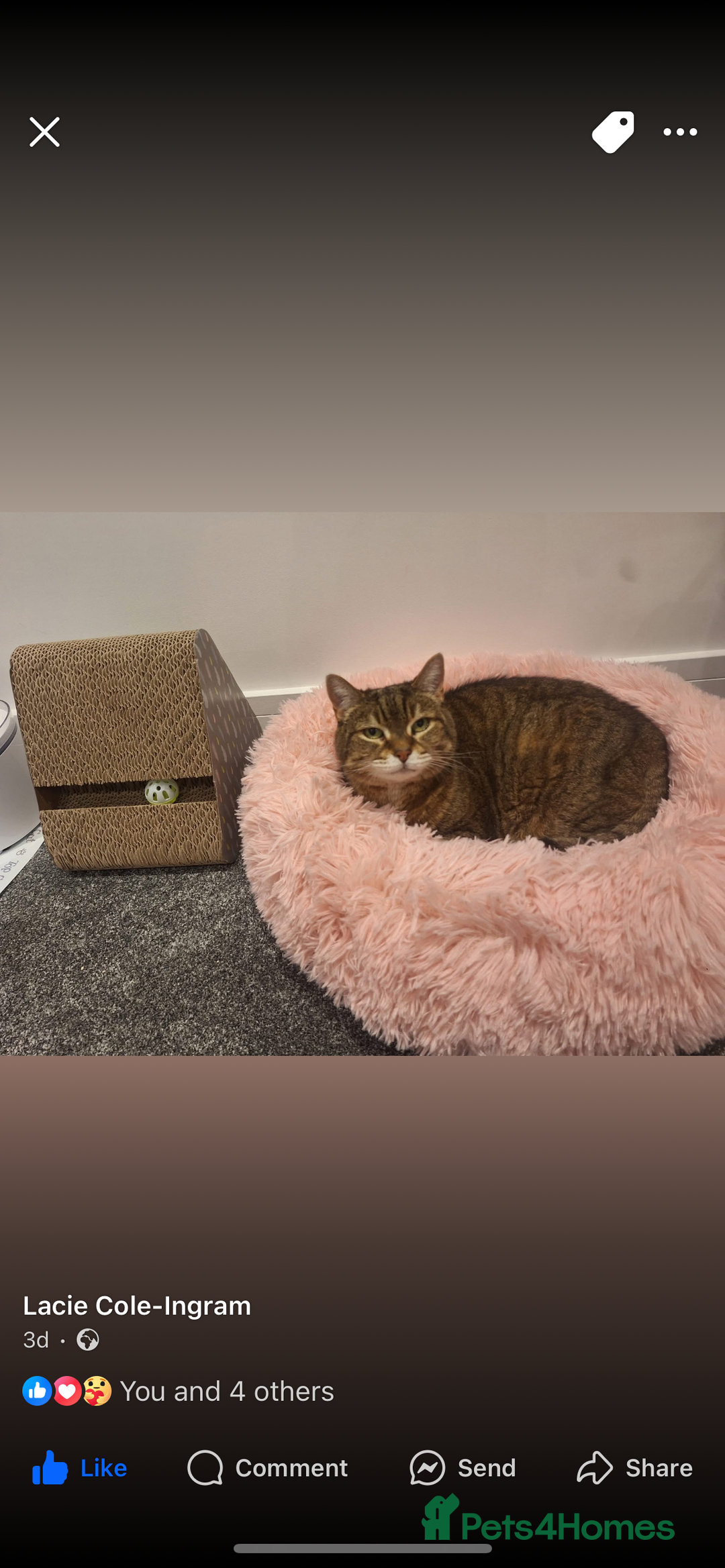 Domestic Shorthair cats for sale: Lulu  - Advert 3