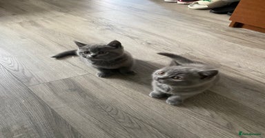 British Shorthair cats - Advert 6