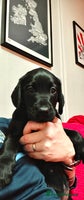 Labrador Retriever dogs - Advert 1