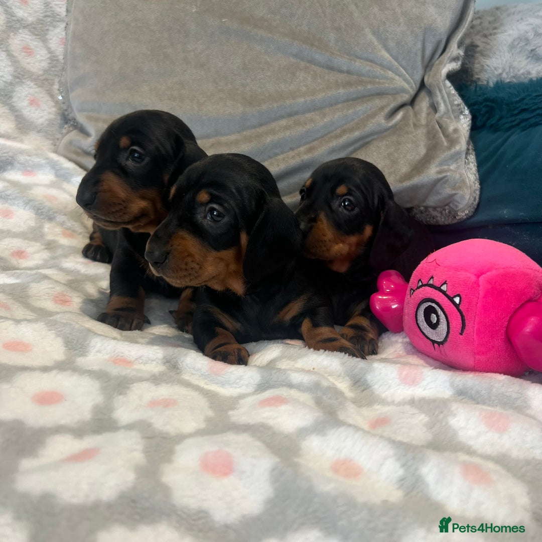 Dachshund dogs for sale: Standard smooth dachshunds from champion parents - Image 6