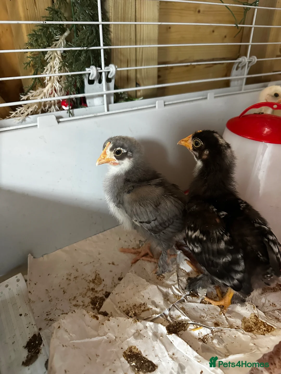 Chickens poultry for sale: Adorable Lilac Pekin Bantams & Mixed Chicks in Port Talbot - Advert 2