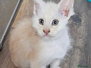 Maine Coon cats STUNNING XL MAIN COONS - Advert 1