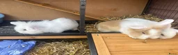 Mixed Breed rabbits for sale: Lion lop babies for sale  - Advert 4