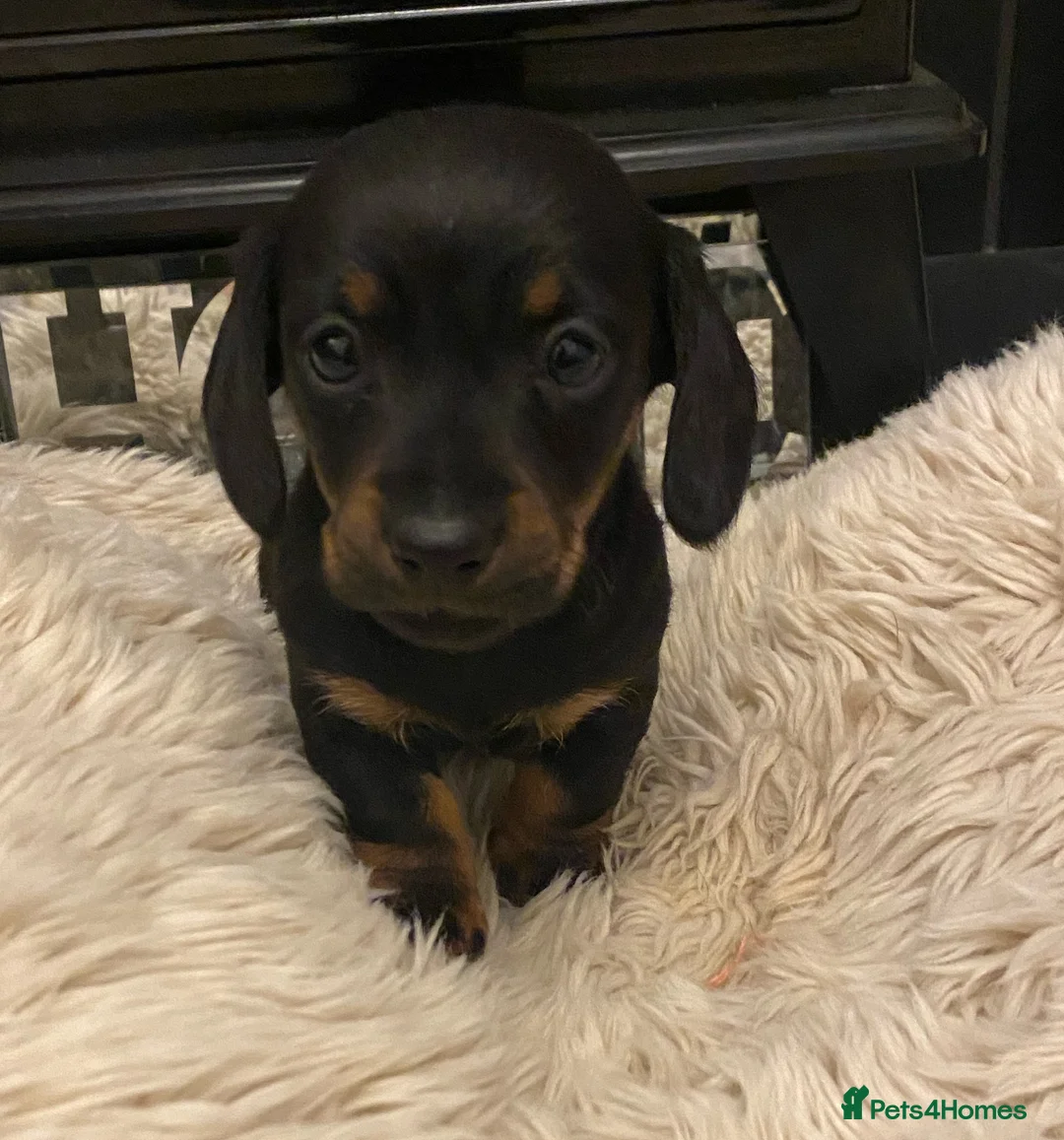 Miniature Dachshund dogs for sale: Champion Bloodline Miniature Dachshund Puppies  - Advert 4