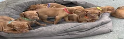 Hungarian Vizsla dogs for sale: Knowledgeable Choice for a Loyal Vizsla Companions in Cardiff - Advert 4