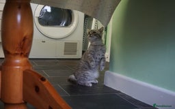 Persian cats for sale: ADORABLE RUSSIAN BLUE X PERSIAN KITTENS - Image 18