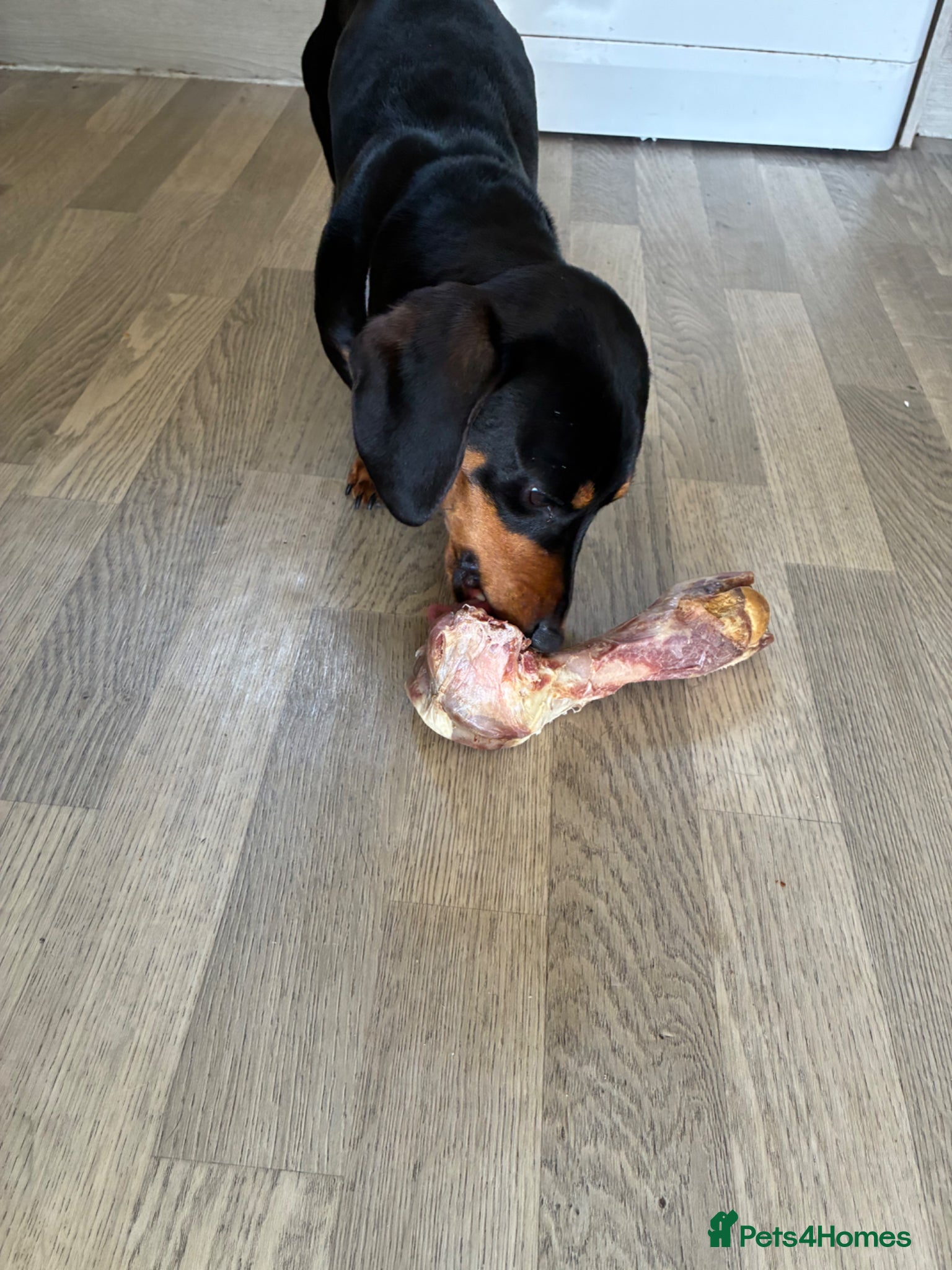 Miniature Dachshund dogs for sale: Miniature Dachshund  in Telford - Advert 2