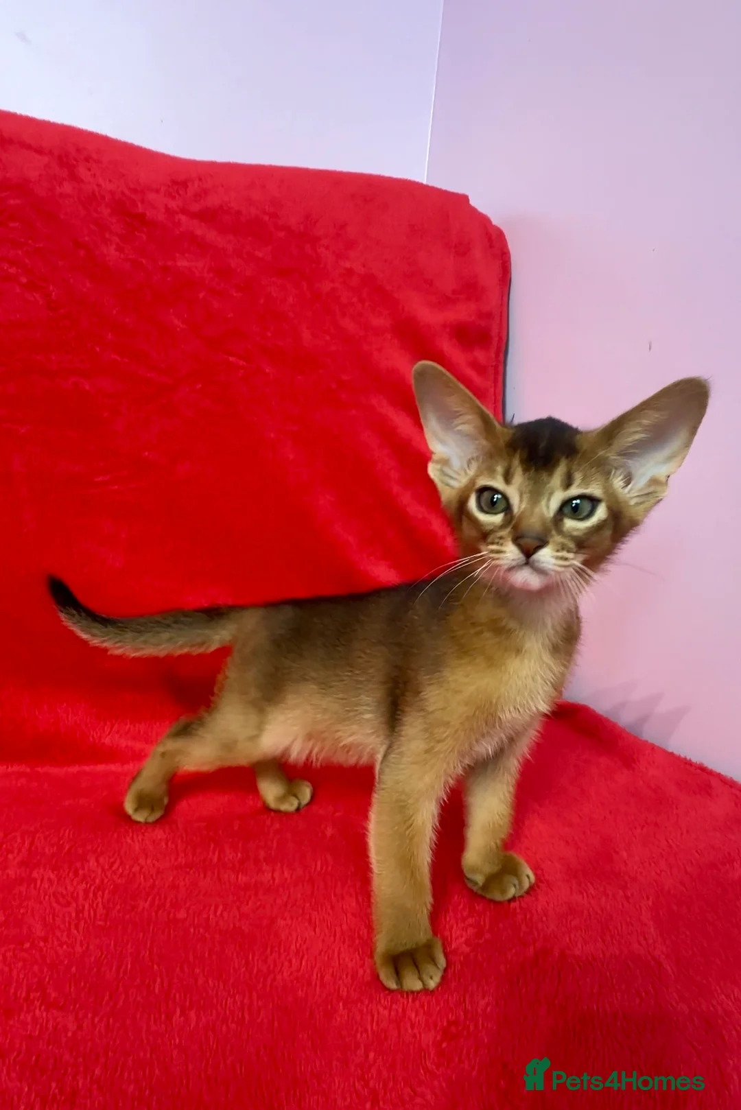 Abyssinian cats for sale: Gorgeous Abyssinian   Sorrel girl Brisa    - Advert 12