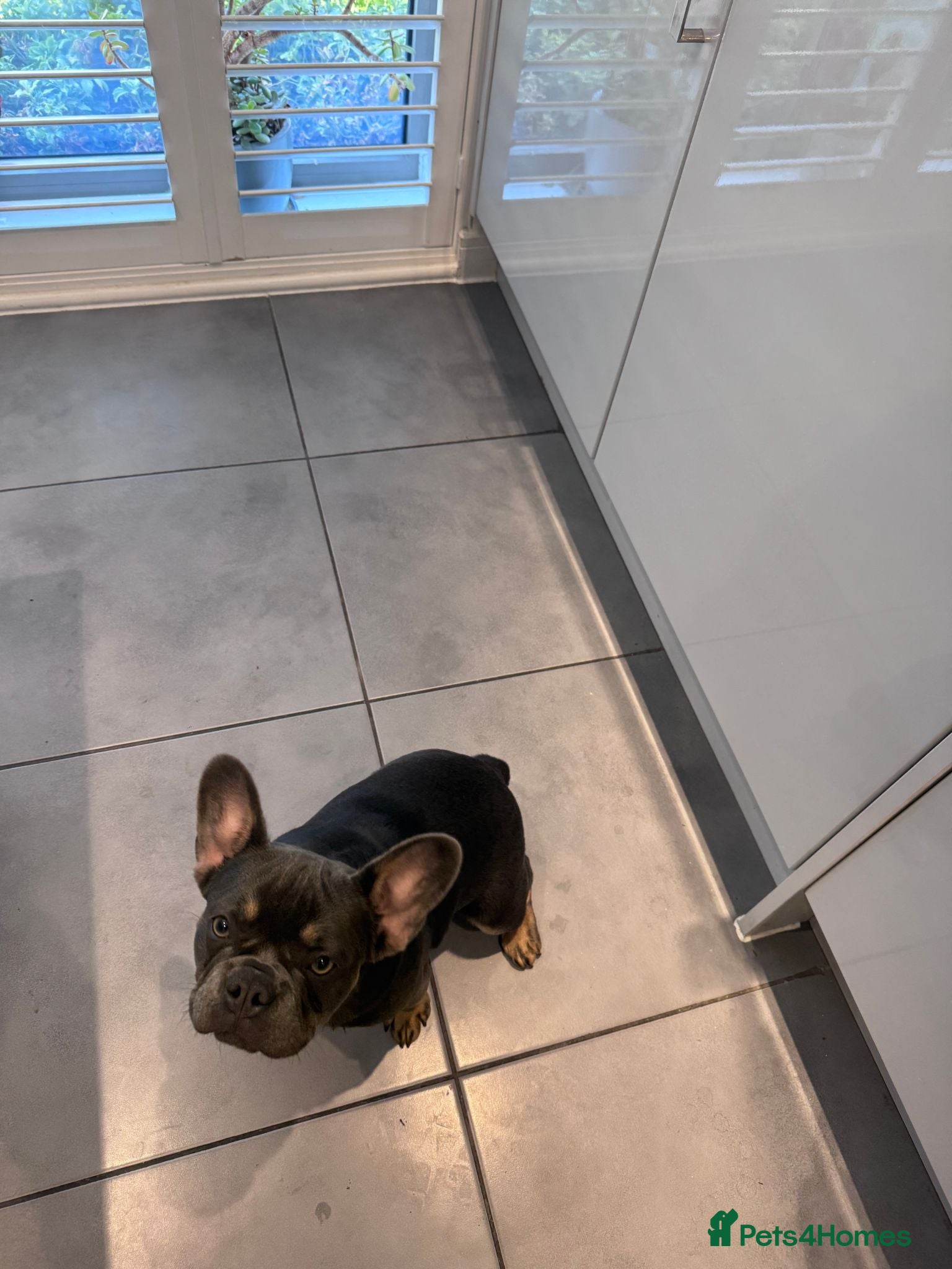 French Bulldog dogs Last Puppy Left - Final Reduction  - Advert 2