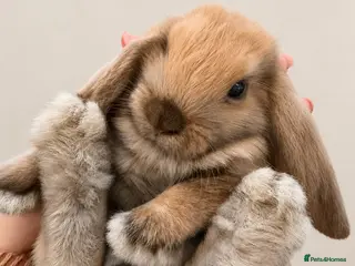Mini Lop rabbits 🐰 Mini Lop Bunnies - Ready to Leave 🐰 - Advert 2