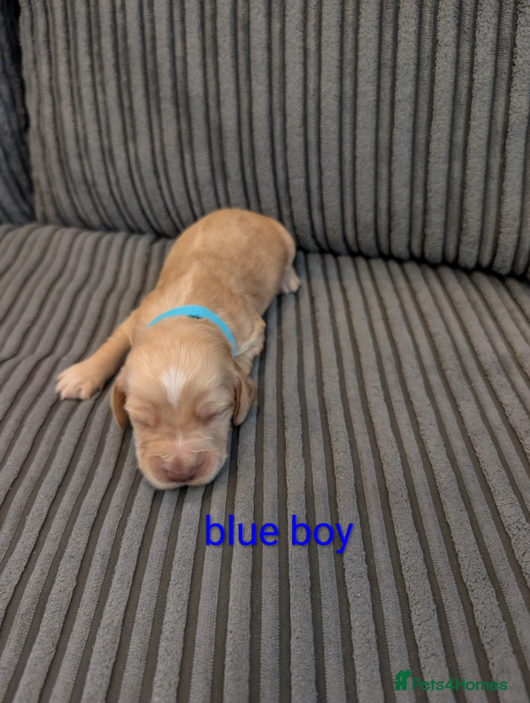 Cocker Spaniel dogs for sale: Working cocker spaniel puppies  - Advert 3