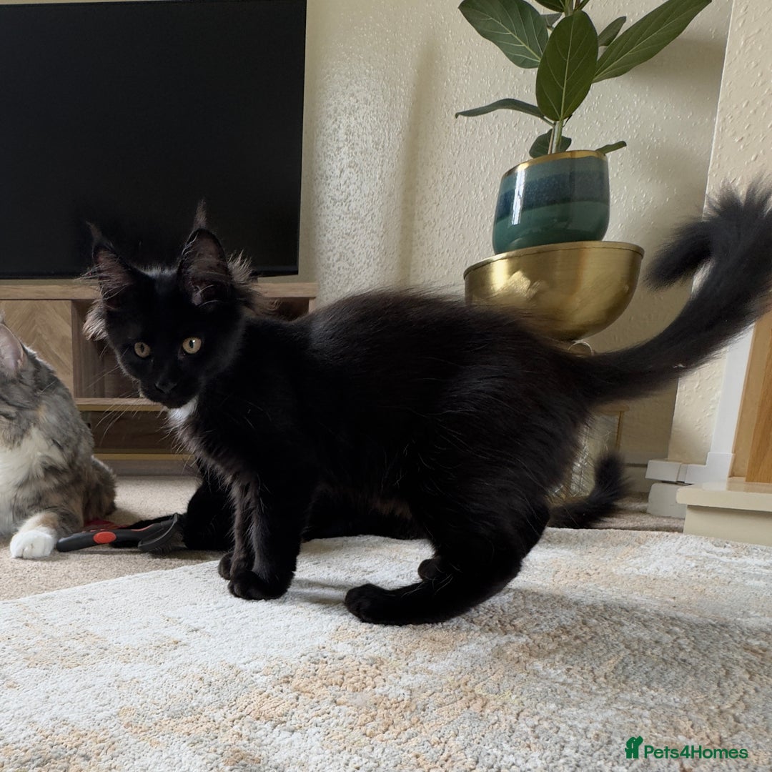 Maine Coon cats for sale: Reduced due to holiday! GCCF Reg Maine Coons - Image 1