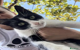 Mixed Breed cats for adoption: ☕ Moca ☕ is looking for her family!  - Image 10