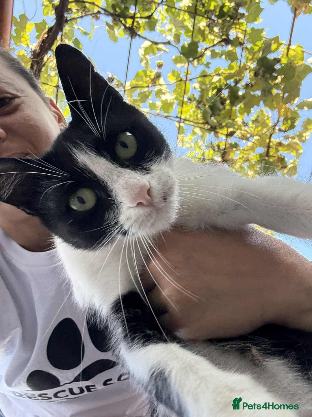Mixed Breed cats for adoption: ☕ Moca ☕ is looking for her family!  - Image 10
