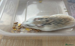 Hamster rodents for sale: 2 male robo hamsters  - Image 1