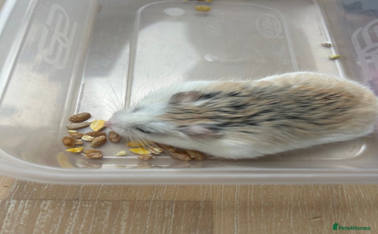 Hamster rodents - Advert 2