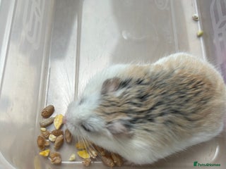 Hamster rodents - Advert 9
