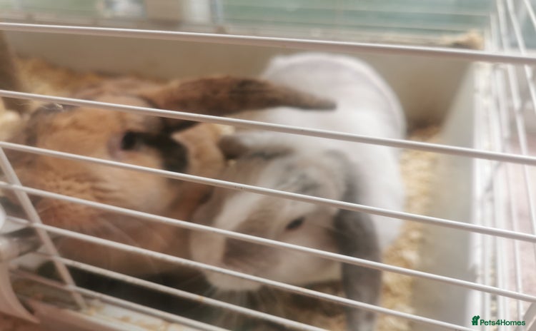 English rabbits - Advert 1
