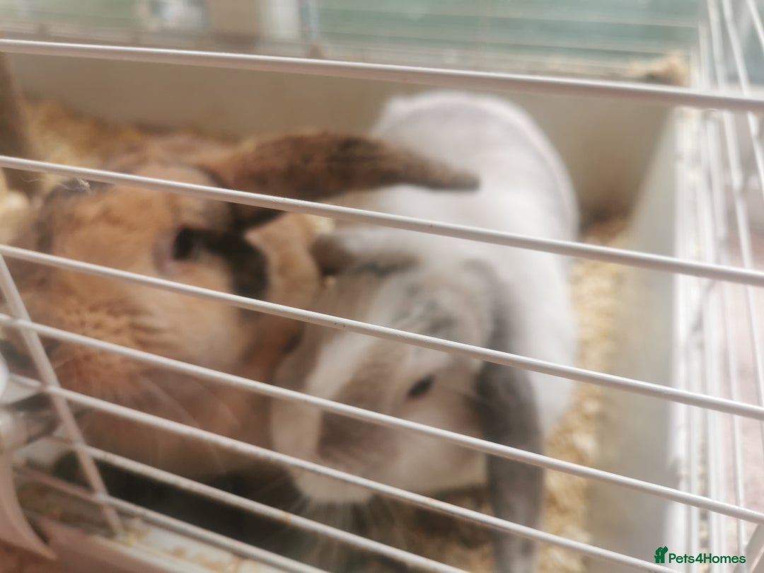 English rabbits for sale: I'll give away rabbits for free - Image 1