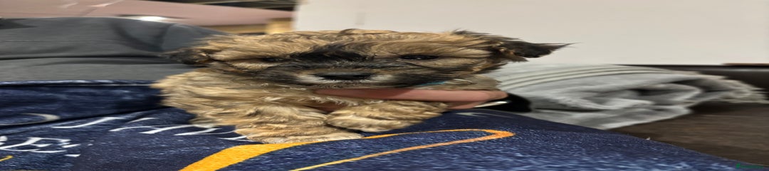 Poochon Puppy (Blue)