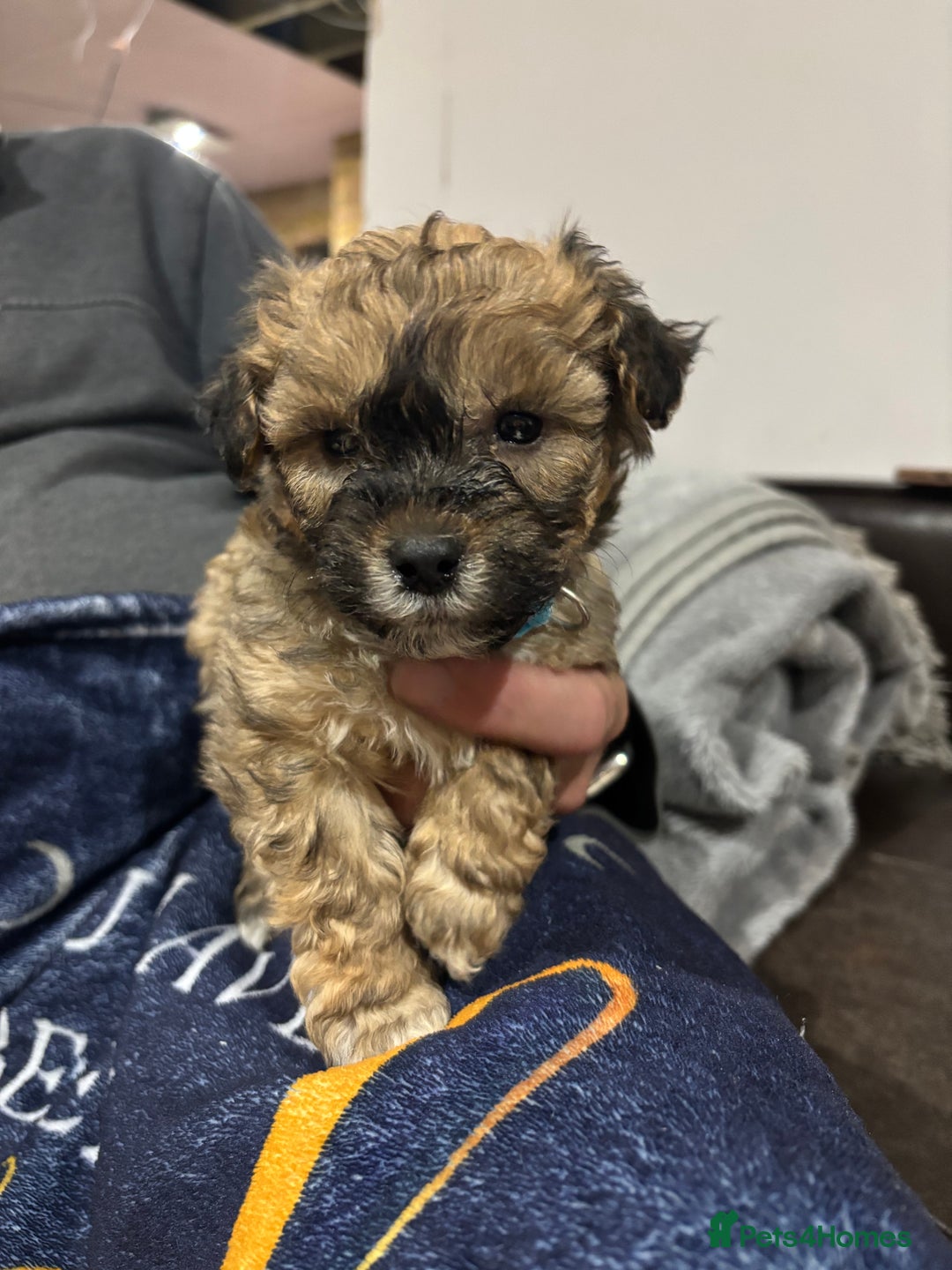 Poochon dogs for sale: Poochon puppies for sale - Image 6