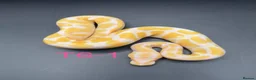 Snake reptiles for sale: Hatchling ball/royal pythons  - Advert 4